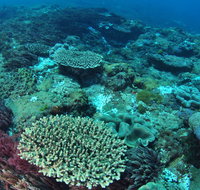 Hanging Rock Dive Site - Tweed Heads Accommodation