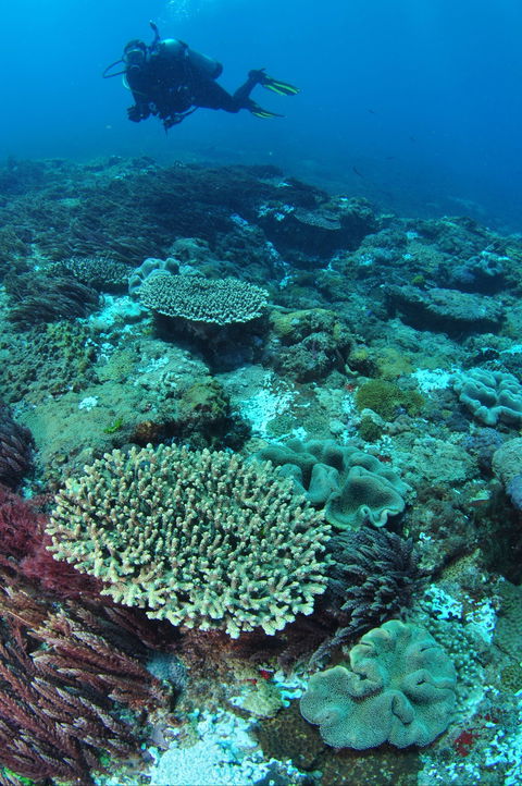 Hanging Rock Dive Site - Tweed Heads Accommodation 0