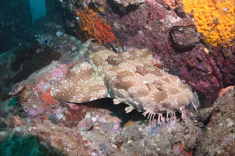Hanging Rock Dive Site - Tweed Heads Accommodation 1
