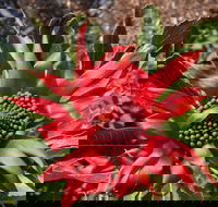 Inverawe Native Gardens - Tweed Heads Accommodation