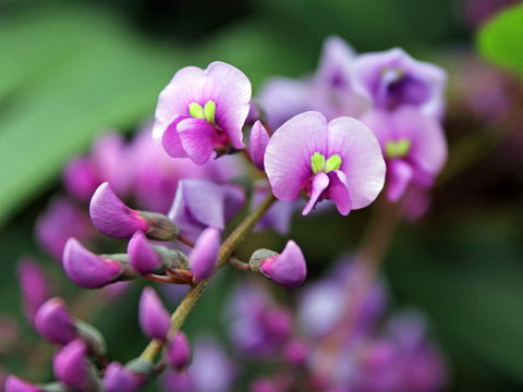 Inverawe Native Gardens - Tweed Heads Accommodation 2