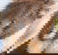 Kyabram Fauna Park - Tweed Heads Accommodation