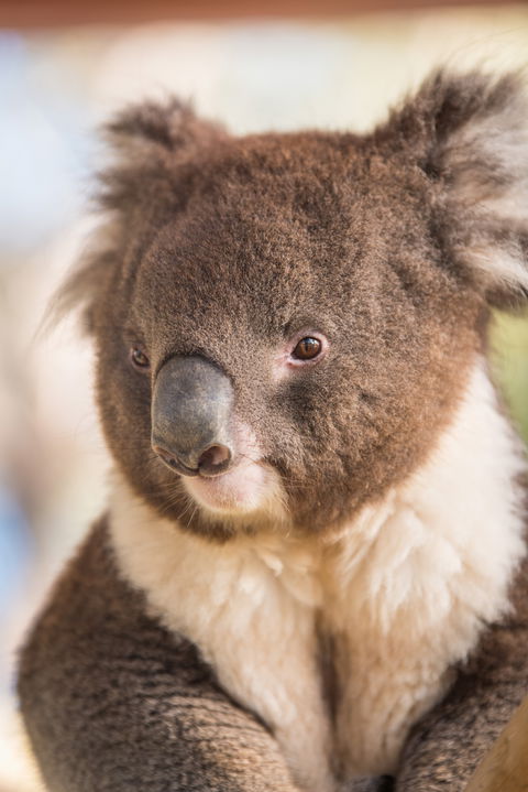 Kyabram Fauna Park - Tweed Heads Accommodation 0