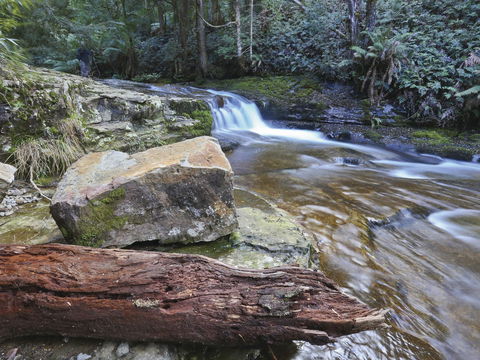 Liffey Falls Reserve - Tweed Heads Accommodation 0