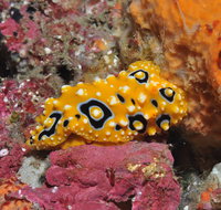 Magic Mountain Dive Site - Tweed Heads Accommodation