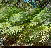 Mungo Rainforest Walk - Tweed Heads Accommodation