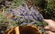 Nannup Lavender Farm - thumb 2