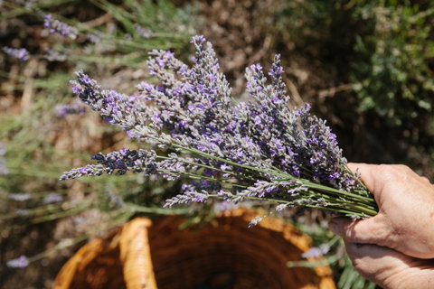 Nannup Lavender Farm - Tweed Heads Accommodation 2