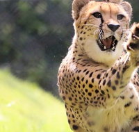 Billabong Zoo Koala and Wildlife Park - Tweed Heads Accommodation