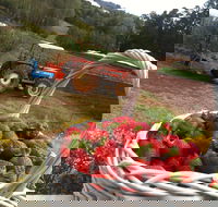 Blue Hills Berries and Cherries - Tweed Heads Accommodation