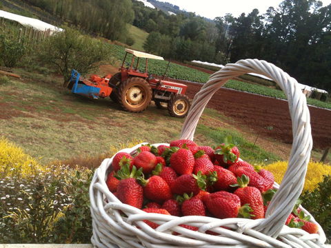 Blue Hills Berries And Cherries - Tweed Heads Accommodation 0