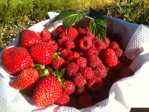 Blue Hills Berries And Cherries - Tweed Heads Accommodation 1