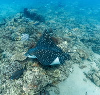 Child Island Dive Site - Tweed Heads Accommodation