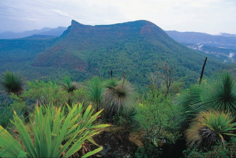 Cunninghams Gap And Spicers Gap, Main Range National Park - Tweed Heads Accommodation 1