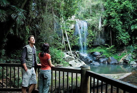 Curtis Falls Track, Tamborine National Park - Tweed Heads Accommodation 0