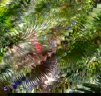 Depot Beach Rainforest Walk - Tweed Heads Accommodation