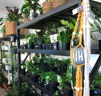 Fancy Plants - Tweed Heads Accommodation