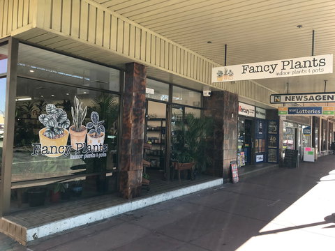 Fancy Plants - Tweed Heads Accommodation 1