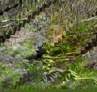 Hopetoun Falls Walking Track - Tweed Heads Accommodation