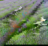 Lavandula Swiss Italian Farm - Tweed Heads Accommodation