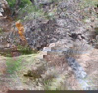 Mill-bullah Walking Track - Tweed Heads Accommodation