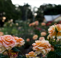 Newtown Park State Rose Garden - Tweed Heads Accommodation
