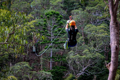 Thunderbird Park ® - Tamborine Mountain, Gold Coast Region - Tweed Heads Accommodation 2
