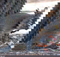 Wirrimbirra Sanctuary - Tweed Heads Accommodation