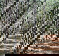 Yana-y Warruwi Walking Track - Tweed Heads Accommodation