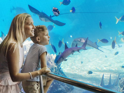 Australia's Sea World - Tweed Heads Accommodation 2