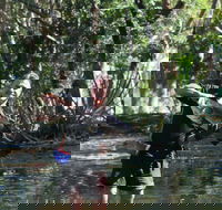 Barra Feeding - Tweed Heads Accommodation