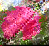 Campbell Rhododendron Gardens - Tweed Heads Accommodation