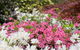 Campbell Rhododendron Gardens - thumb 1