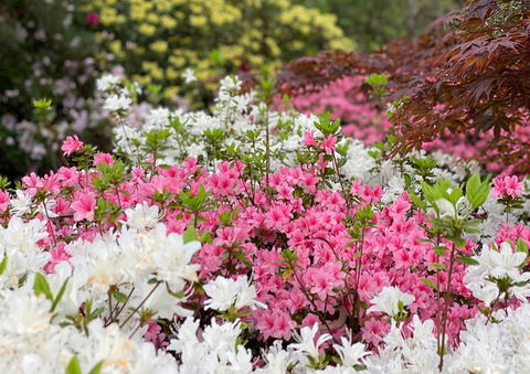 Campbell Rhododendron Gardens - Tweed Heads Accommodation 1