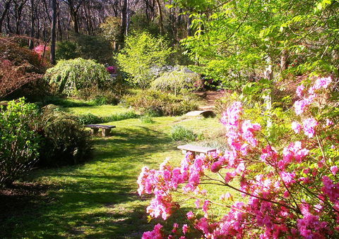 Campbell Rhododendron Gardens - Tweed Heads Accommodation 2