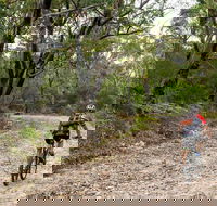 Cawleys Road trail - Tweed Heads Accommodation