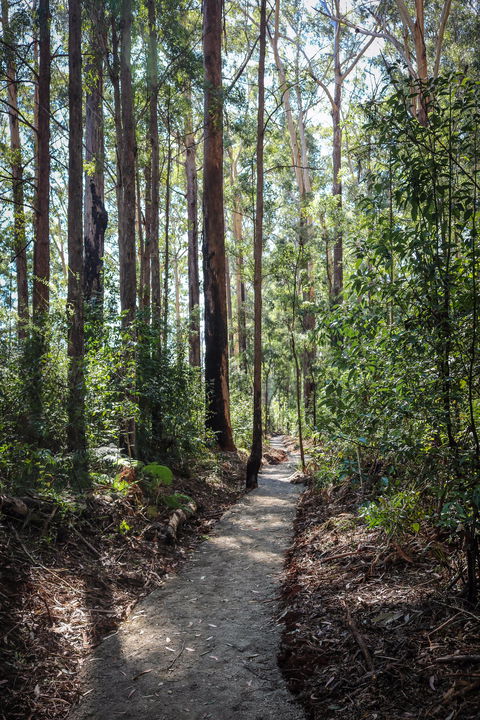 Coopernook Forest HQ - Tweed Heads Accommodation 1