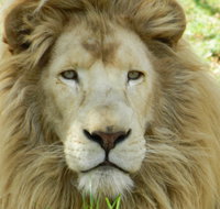 Darling Downs Zoo - Tweed Heads Accommodation