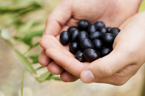 Eat, Pick, Grow Trail - Wanneroo And Chittering - Tweed Heads Accommodation 0