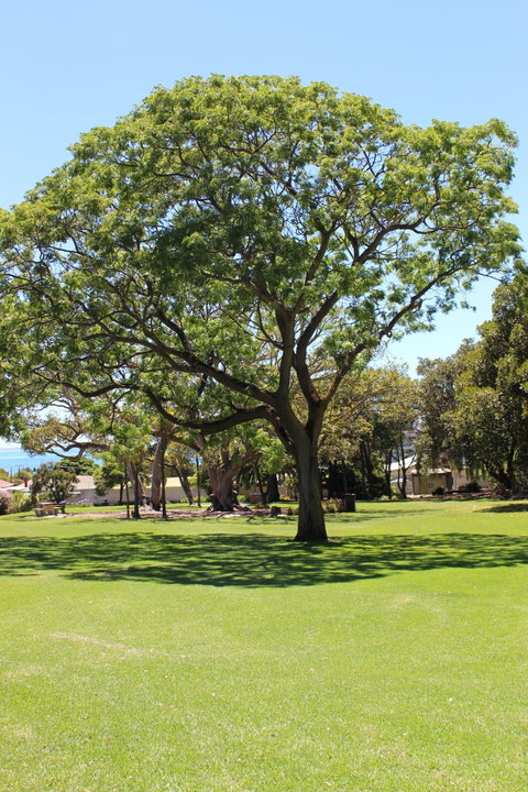 Flinders Park Playground - Tweed Heads Accommodation 0
