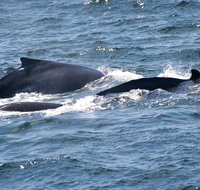 Gerringong Whale Watching Platform - Tweed Heads Accommodation