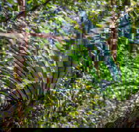 Great North walk - Palm Grove Nature Reserve - Tweed Heads Accommodation