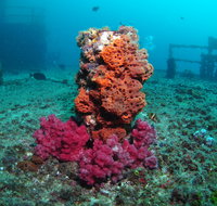 HMAS Brisbane Dive Site - Tweed Heads Accommodation