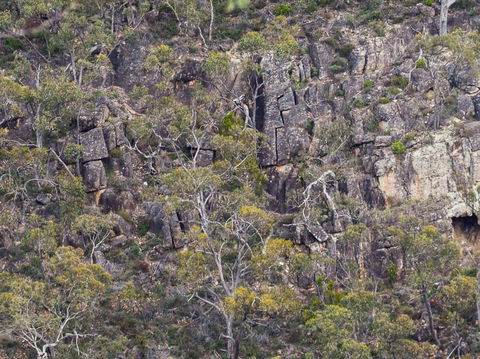 Horsnell Gully And Giles Conservation Parks - Tweed Heads Accommodation 0