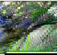 Kin Kin - Tweed Heads Accommodation