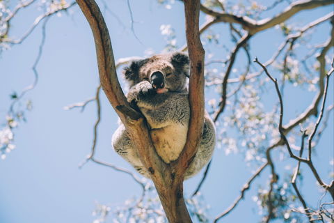 Samford Conservation Park And Bunyaville Conservation Park - Tweed Heads Accommodation 2