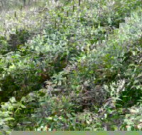 Snowgum Walking Track - Tweed Heads Accommodation