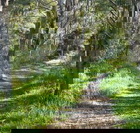 Stoodley Forest Walk and Arboretum - Tweed Heads Accommodation