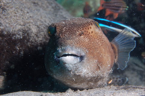 Amity Point Dive Site - Tweed Heads Accommodation 0