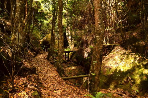 Cave Creek Walking Track - Tweed Heads Accommodation 2